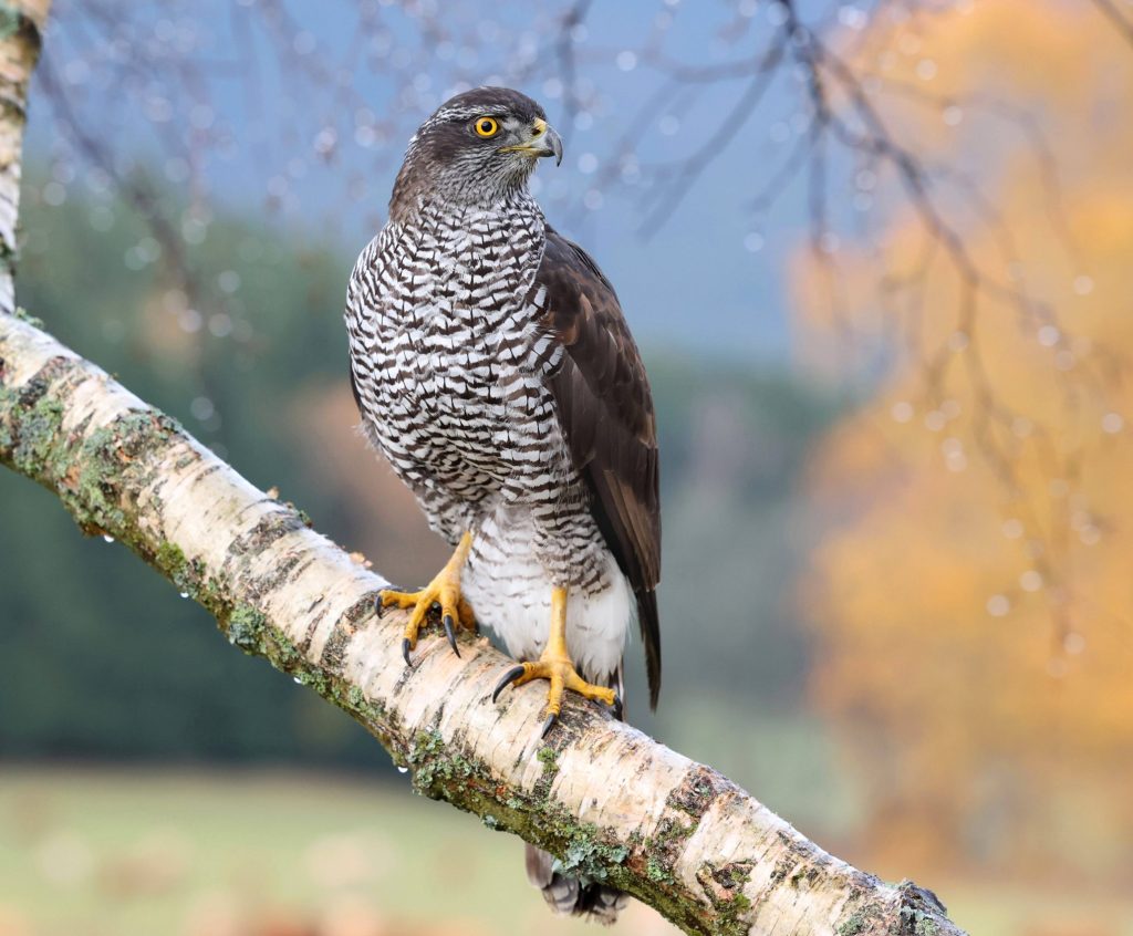 © IMAGO / blickwinkel