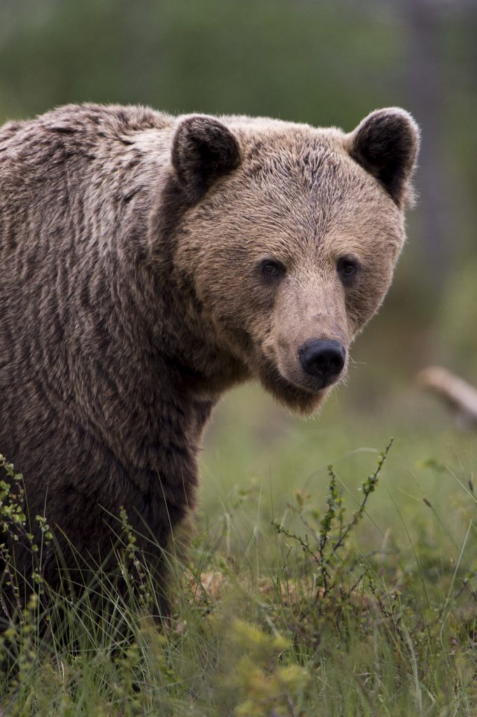 © Ralph Frank / WWF