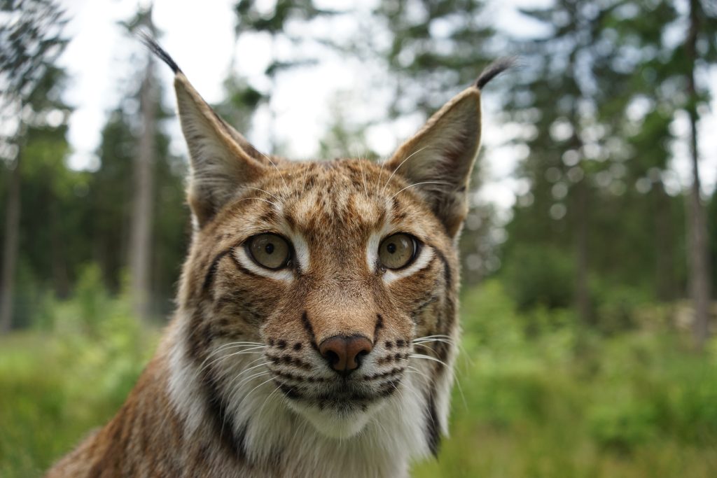 Luchse (Lynx lynx) im Gehege – Wildpark Waldhaus in Mehlmeisel in Oberfranken.