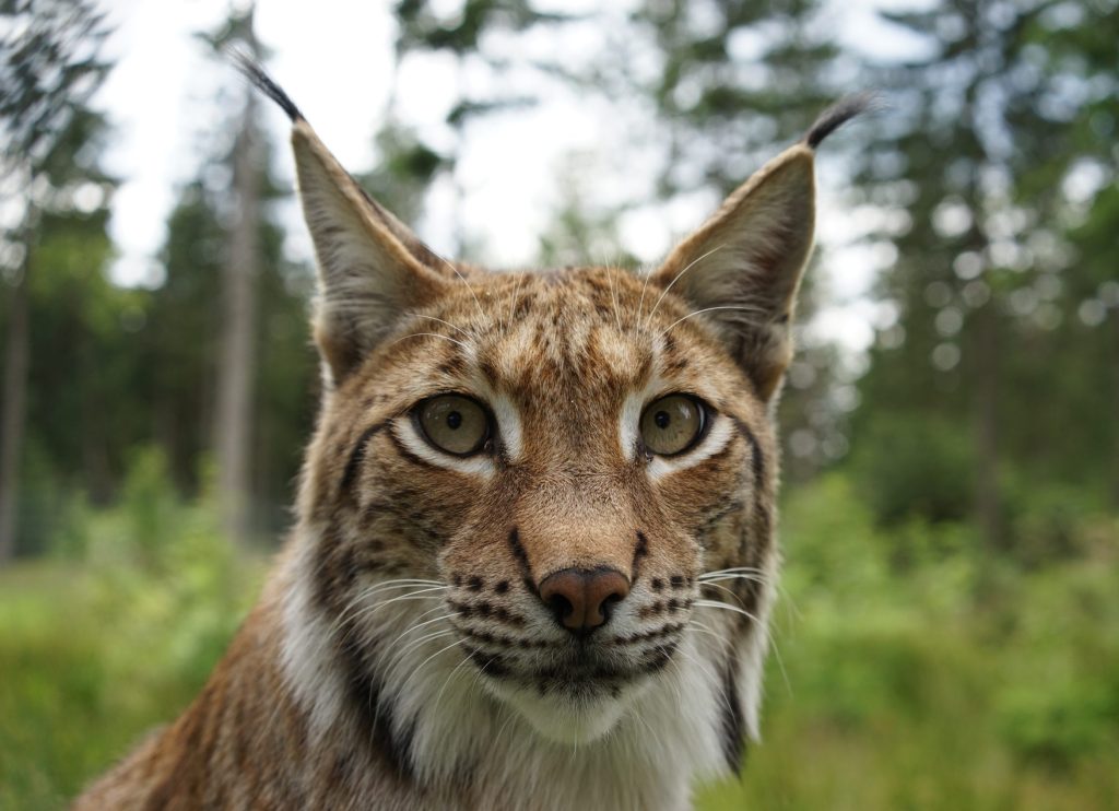 © Robert Günther / WWF