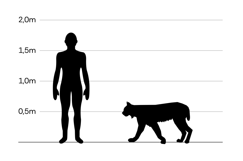 Luchs_Größe