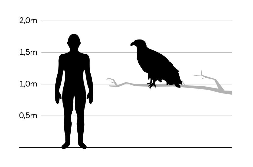 Seeadler_Größe