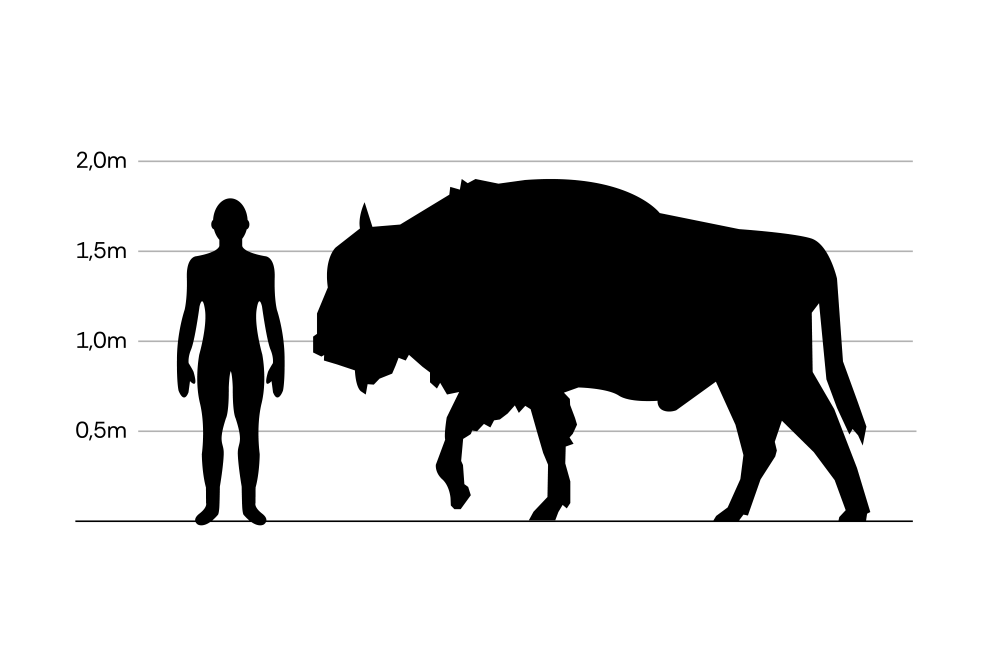 Wisent_Größe