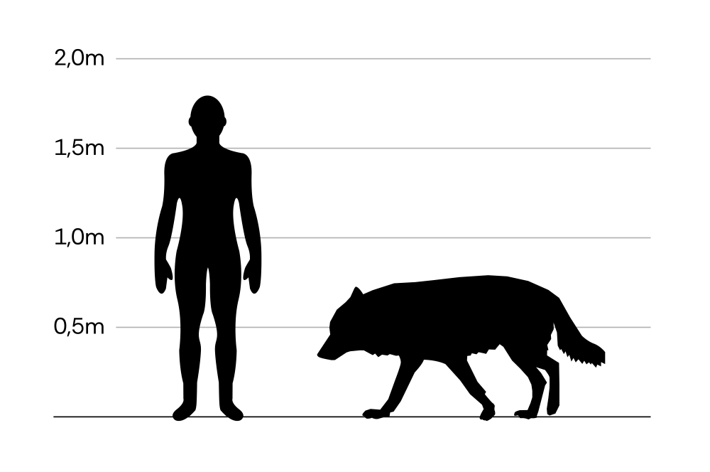 Wolf_Größe