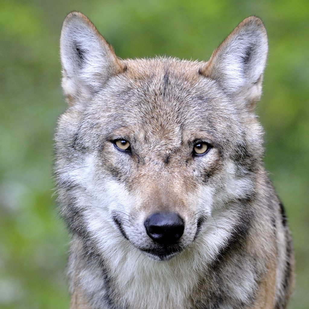 © Ralph Frank / WWF